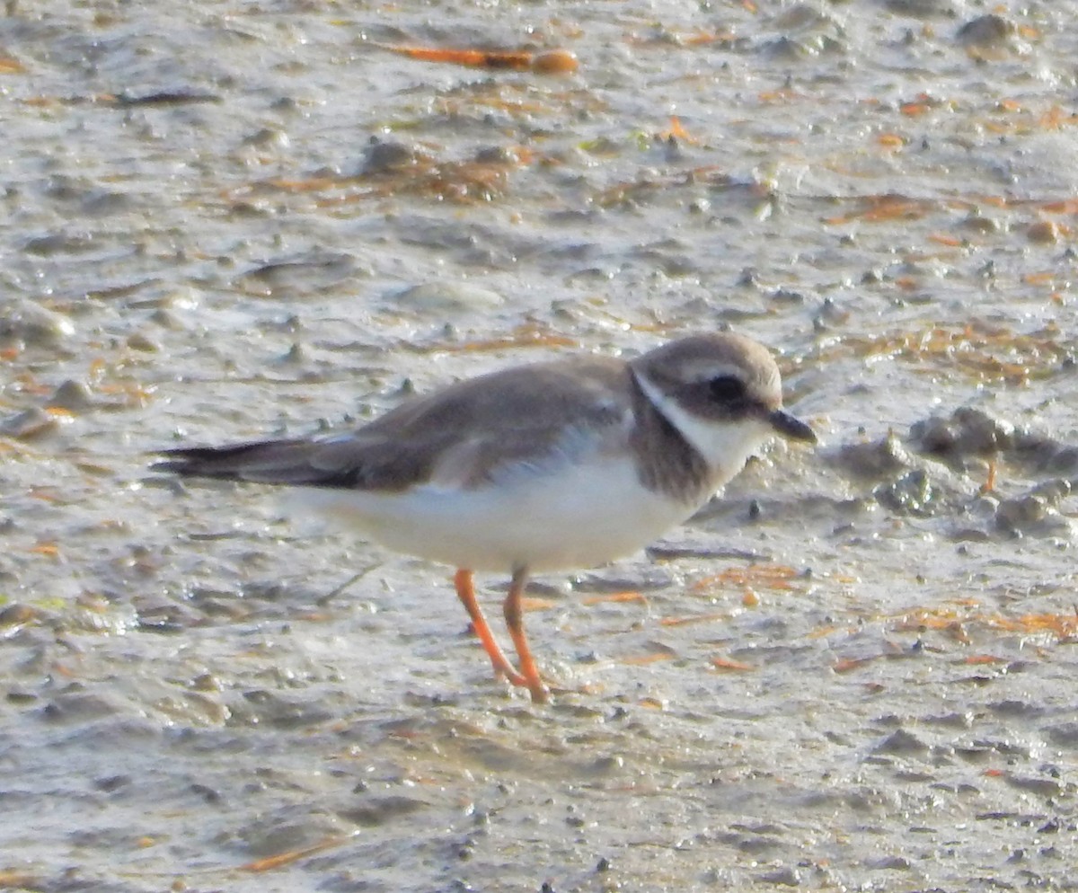 Common Ringed Plover - ML179770051