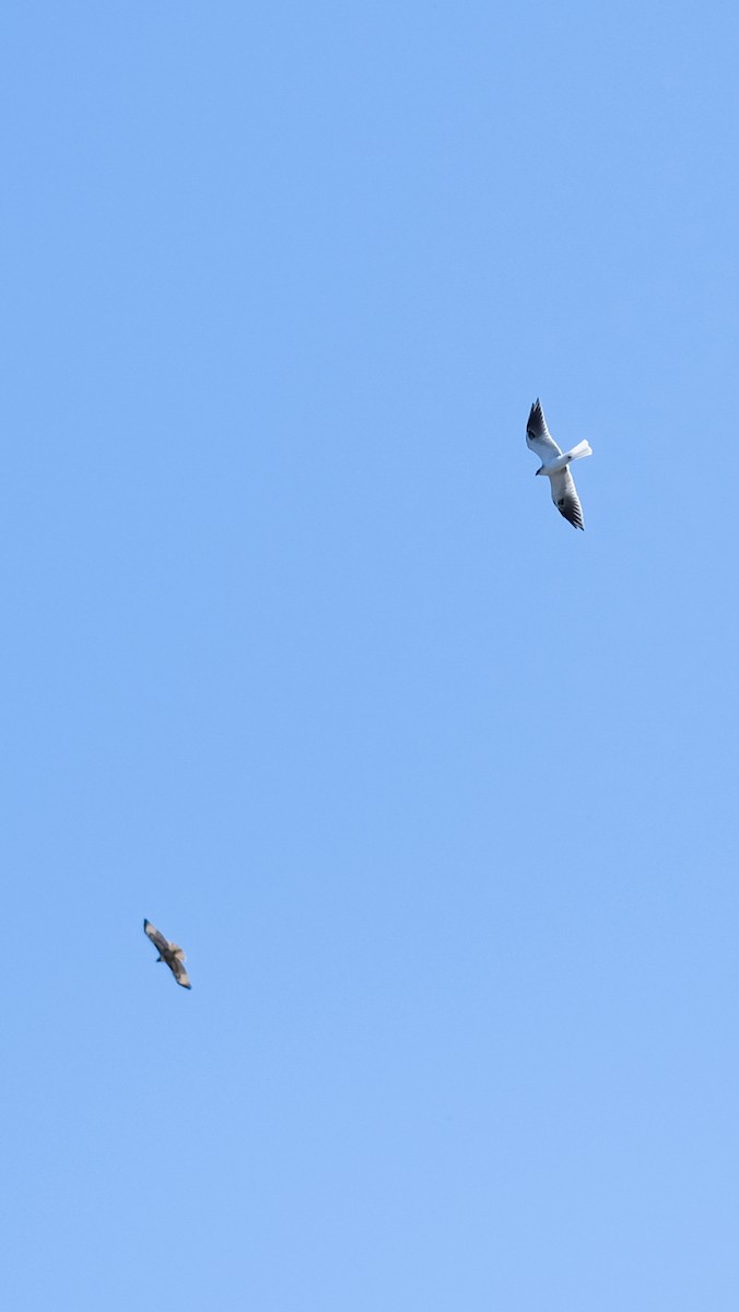White-tailed Kite - ML179771691