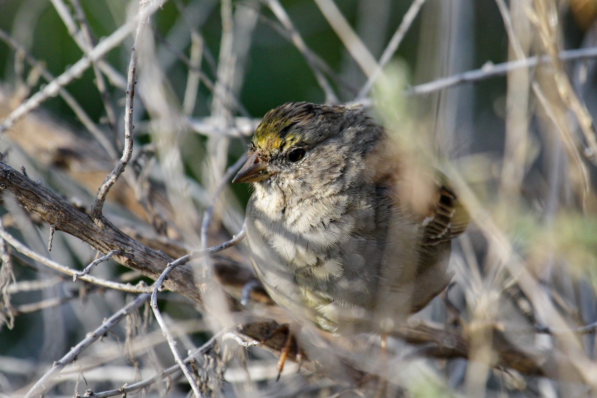 Golden-crowned Sparrow - Tommy Pedersen