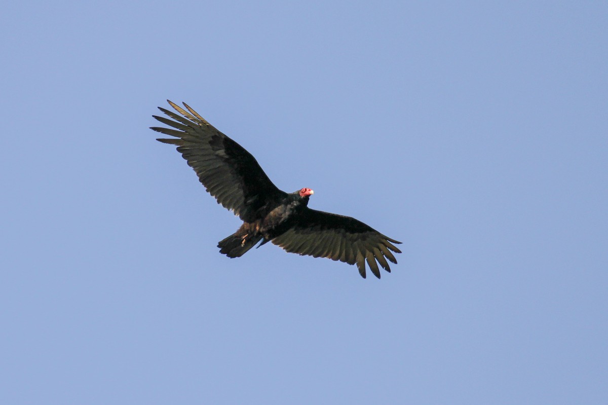 Turkey Vulture - ML179772611