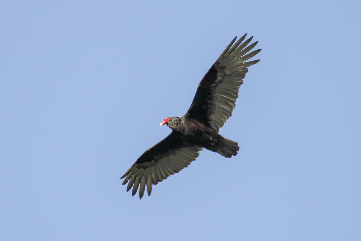 Turkey Vulture - ML179772621