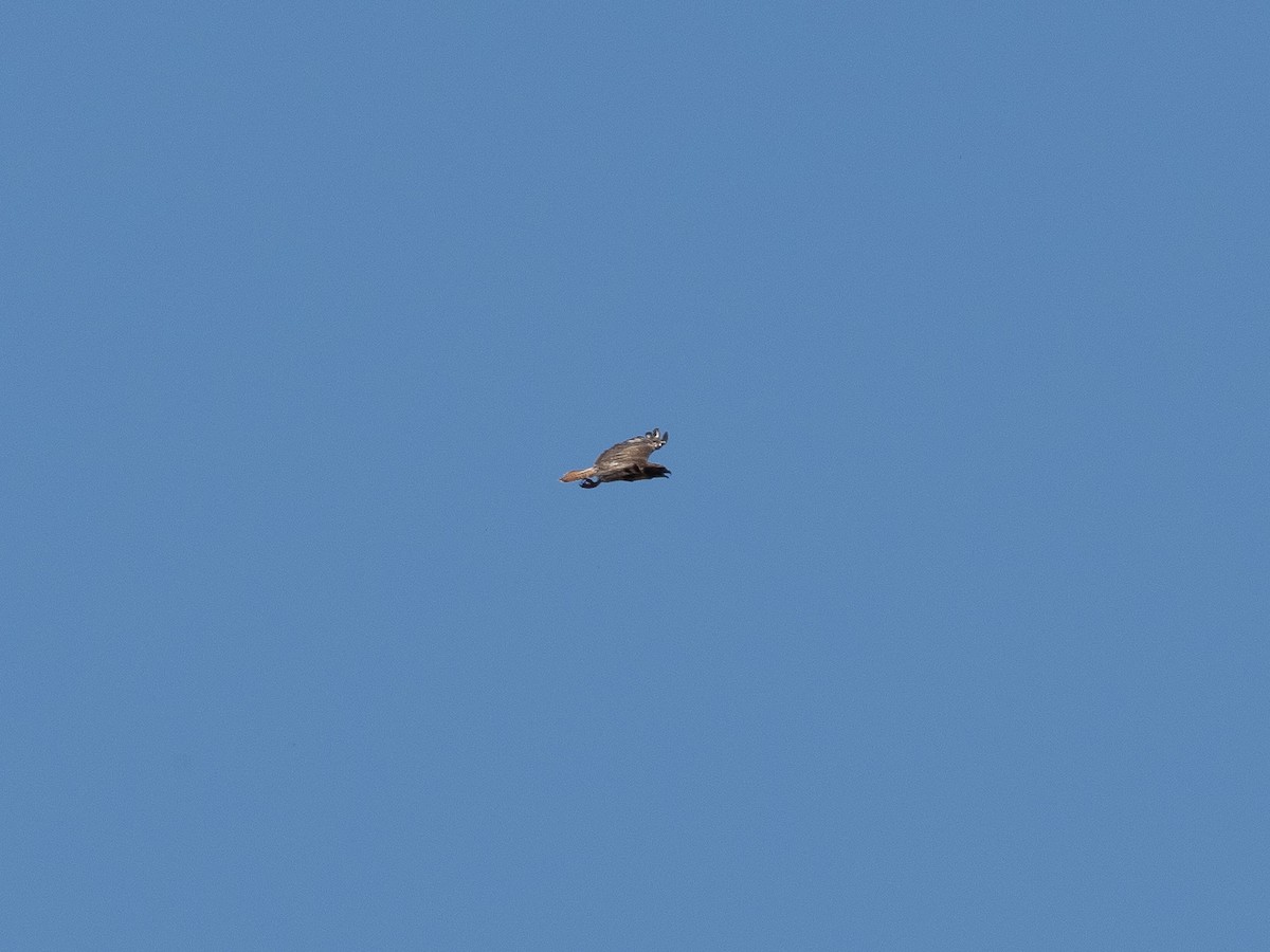 Red-tailed Hawk (solitudinis) - ML179778431