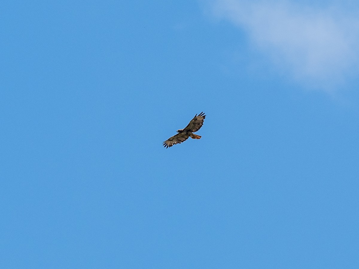 Red-tailed Hawk (solitudinis) - ML179778441