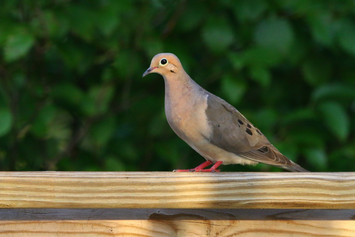 Mourning Dove - Devin Griffiths