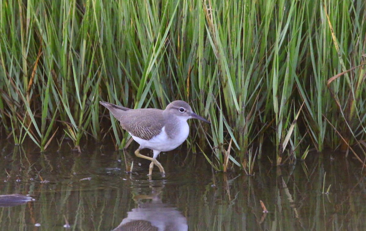 Spotted Sandpiper - Devin Griffiths