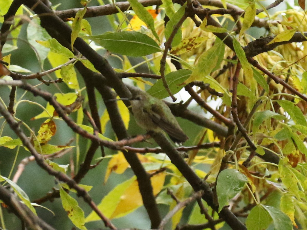 Black-chinned Hummingbird - ML179796101