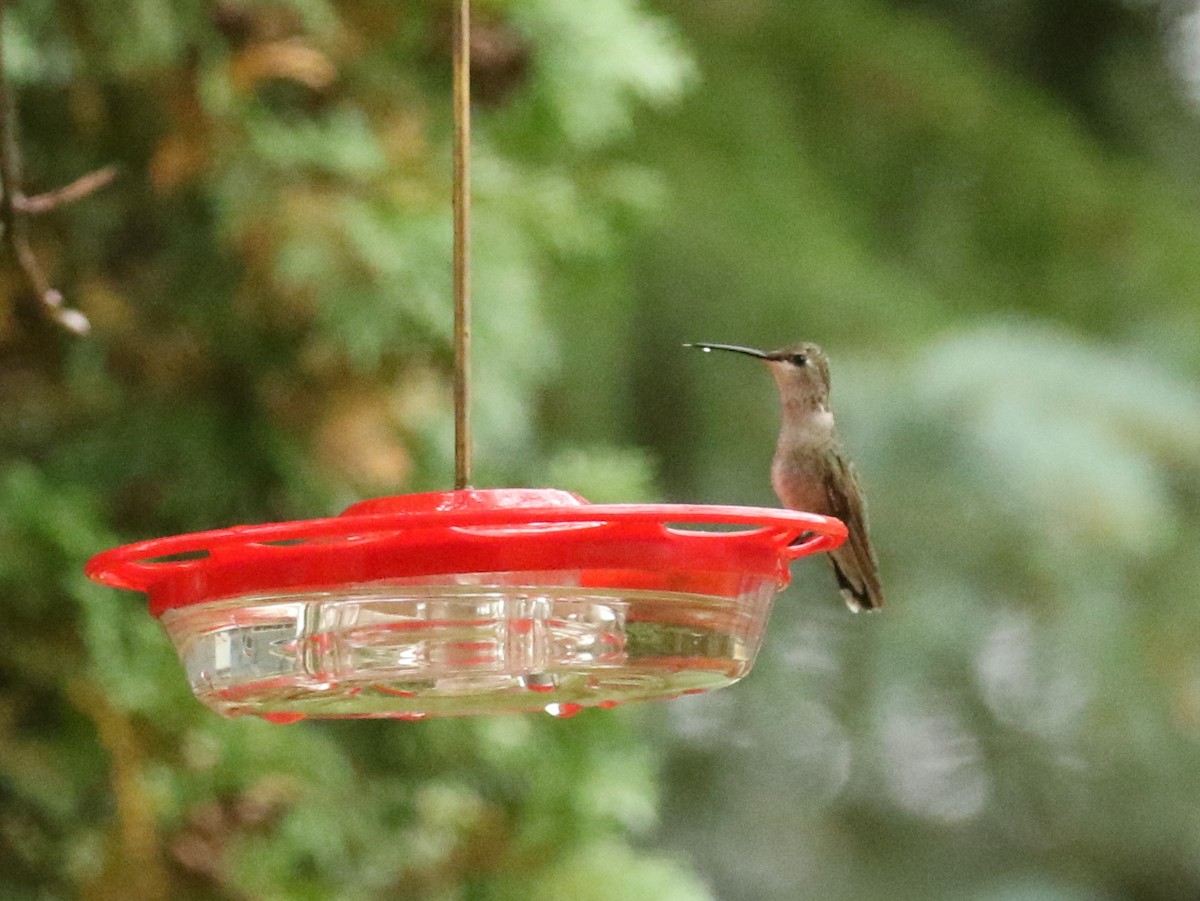 Black-chinned Hummingbird - ML179796111