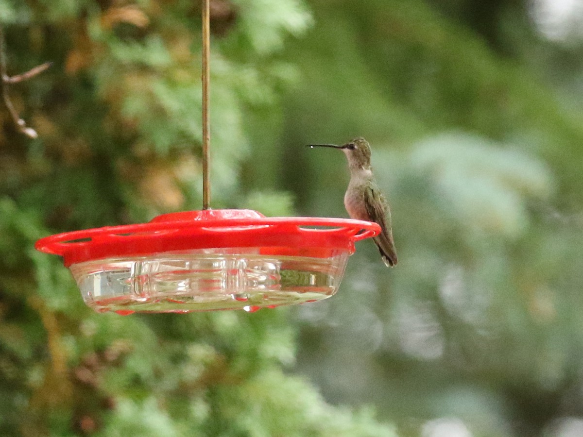 Black-chinned Hummingbird - David Lambeth