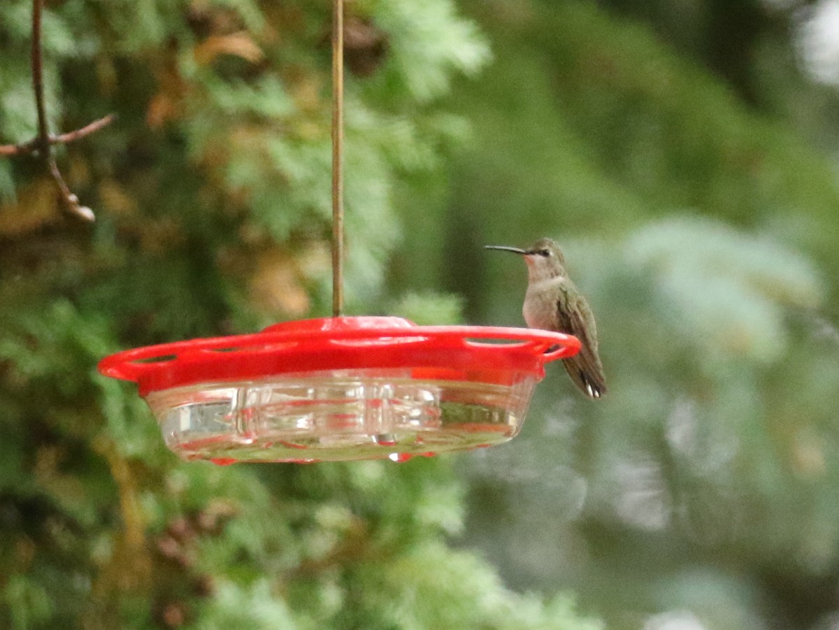 Black-chinned Hummingbird - ML179796141