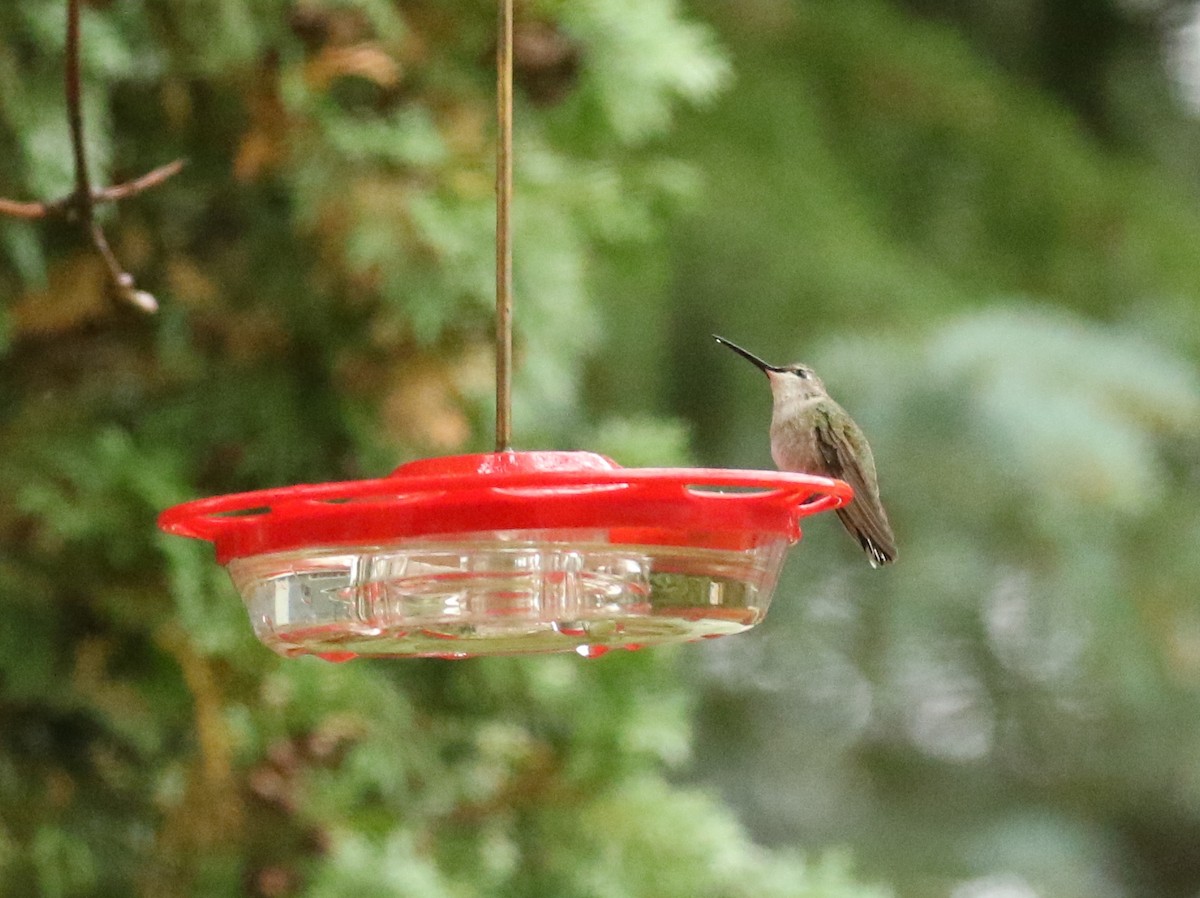Black-chinned Hummingbird - ML179796151