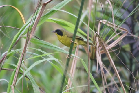 juveniles Gelbkehlchen