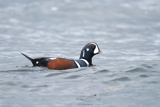 Harlequin Duck