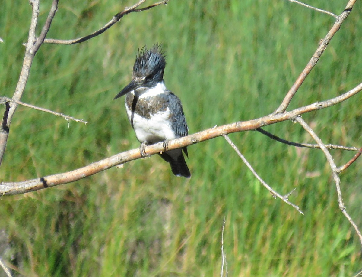 Belted Kingfisher - Byron Greco