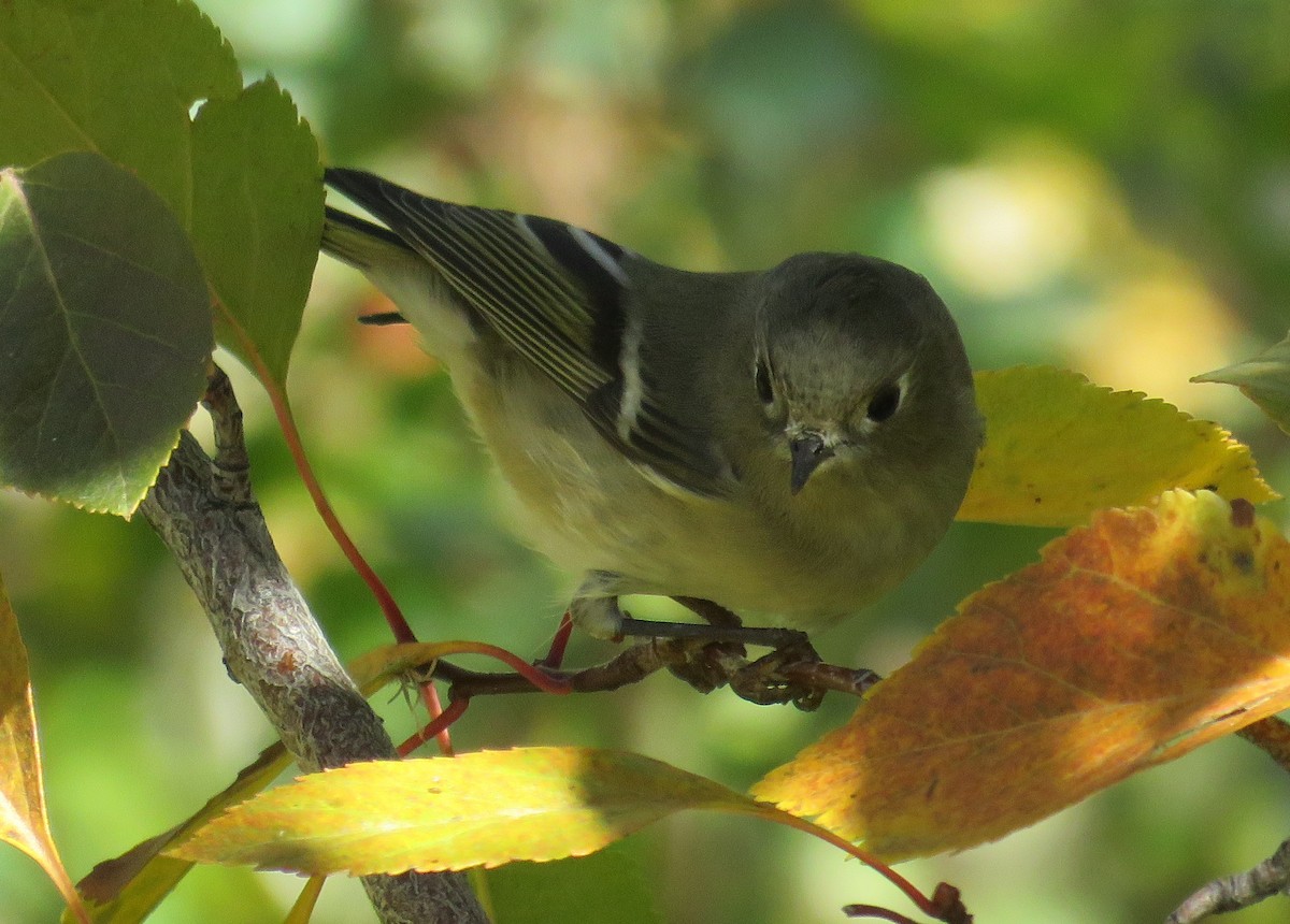 Ruby-crowned Kinglet - Byron Greco