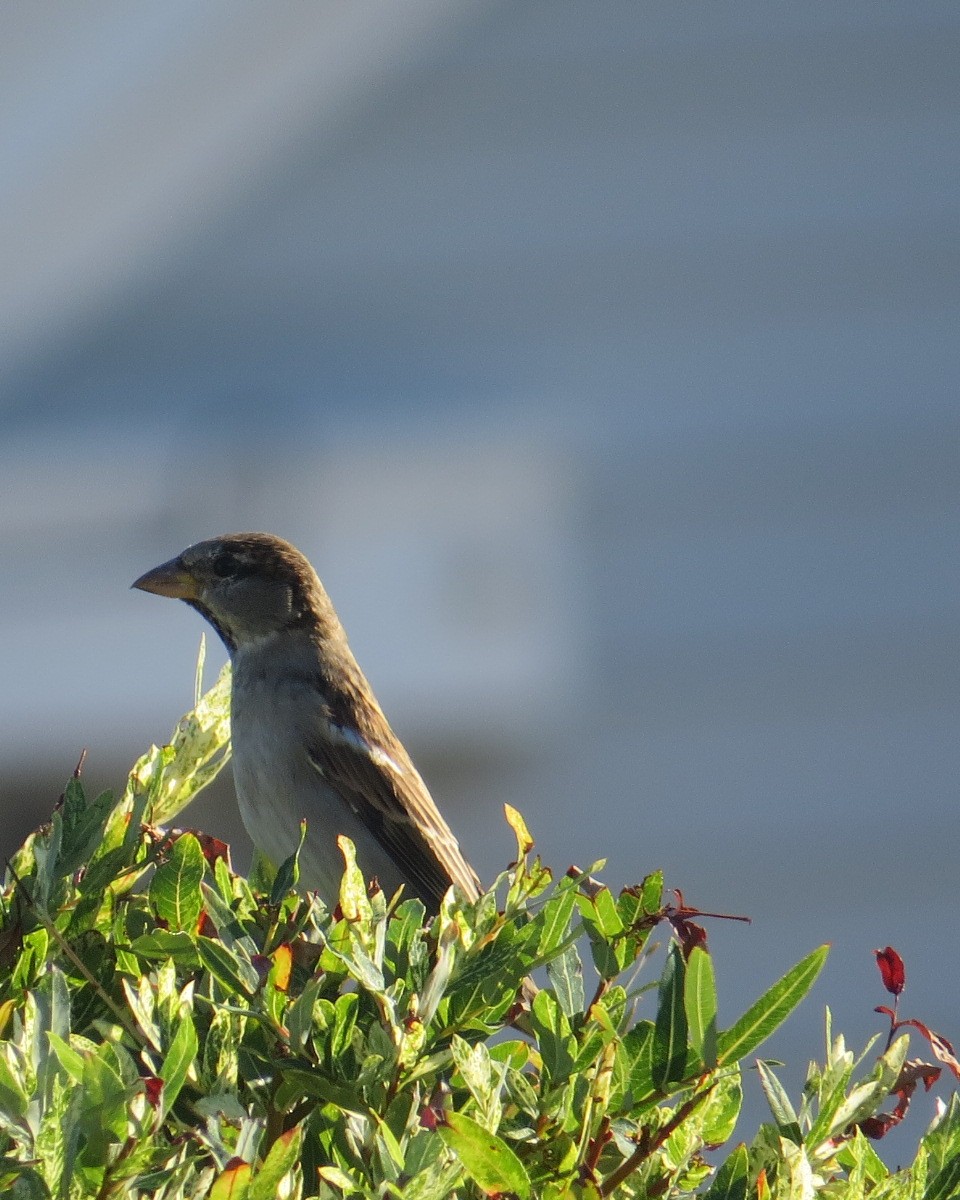 House Sparrow - Leilani York