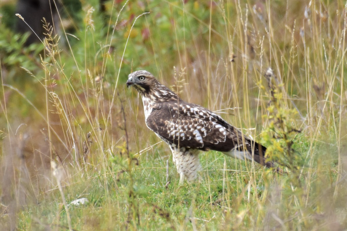 Red-tailed Hawk - ML179814171