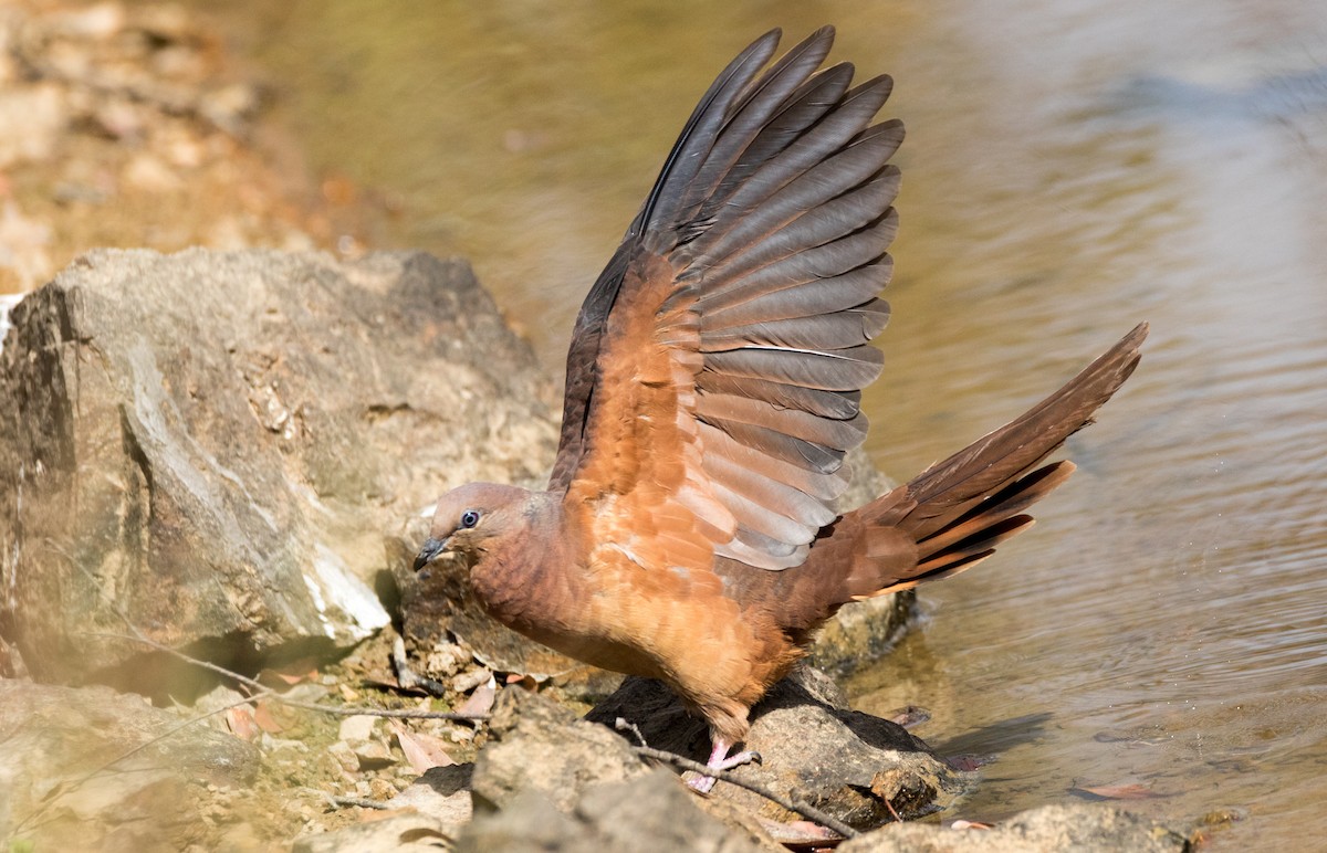Brown Cuckoo-Dove - Chris Barnes