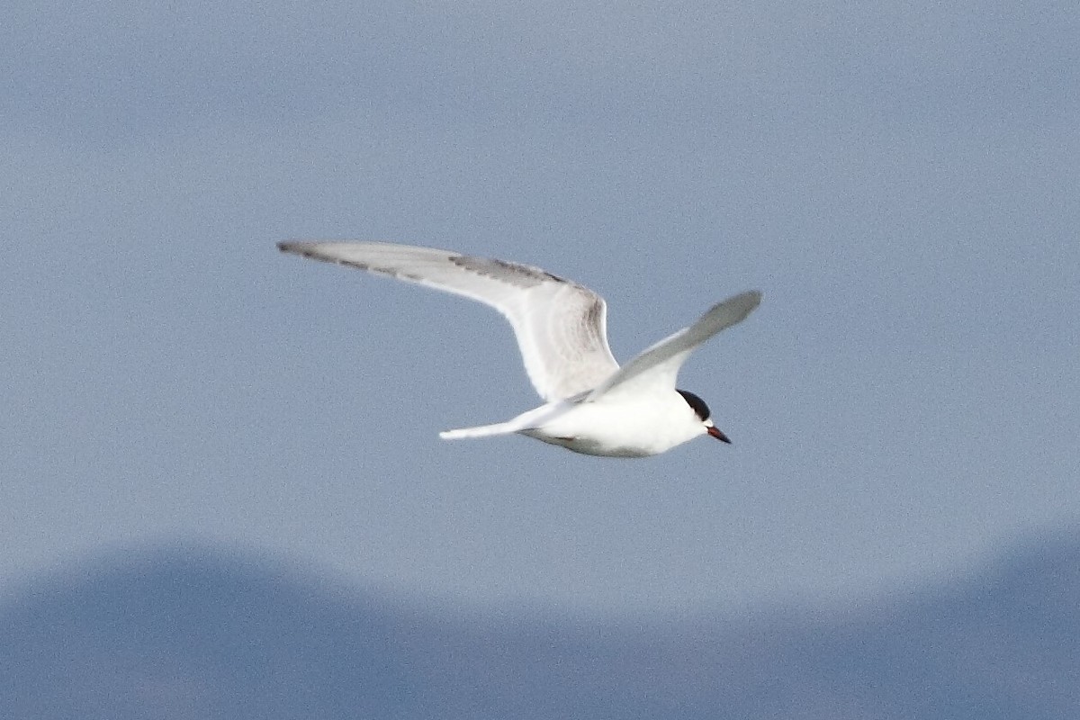 Arctic Tern - ML179820501