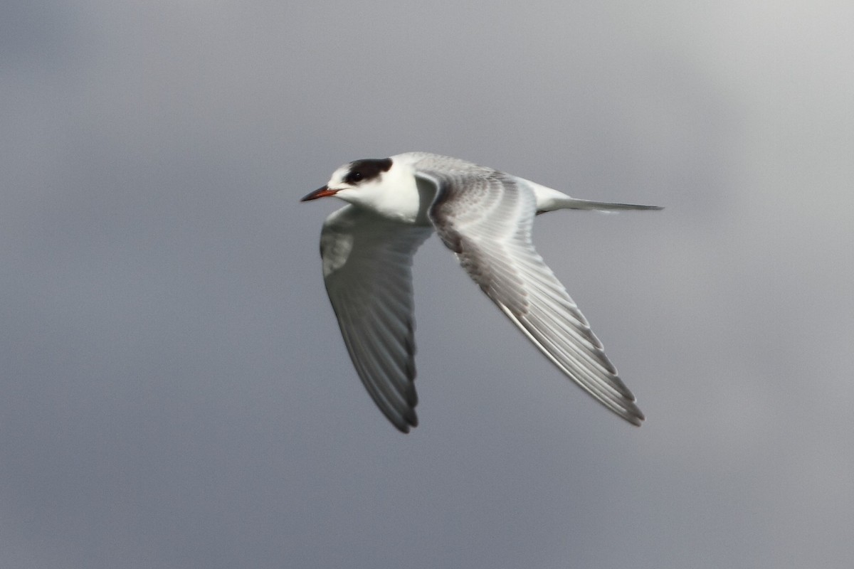 Arctic Tern - Rob Lowry