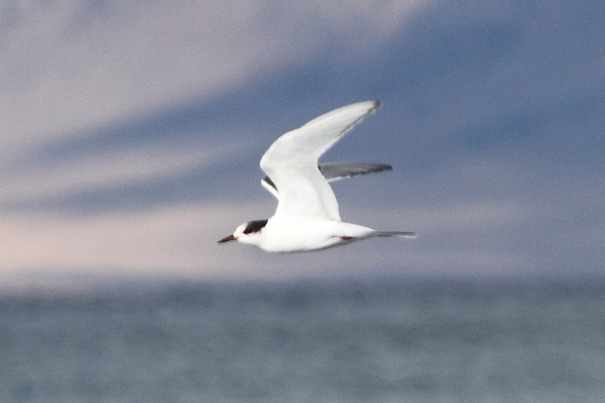 Arctic Tern - ML179820561