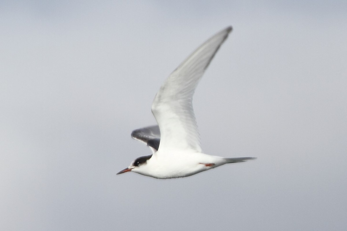 Arctic Tern - Rob Lowry