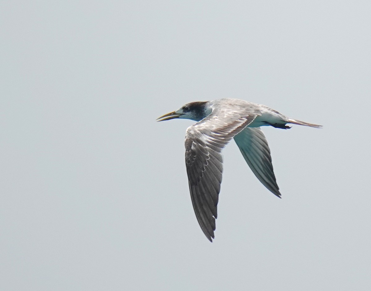 Great Crested Tern - ML179821921