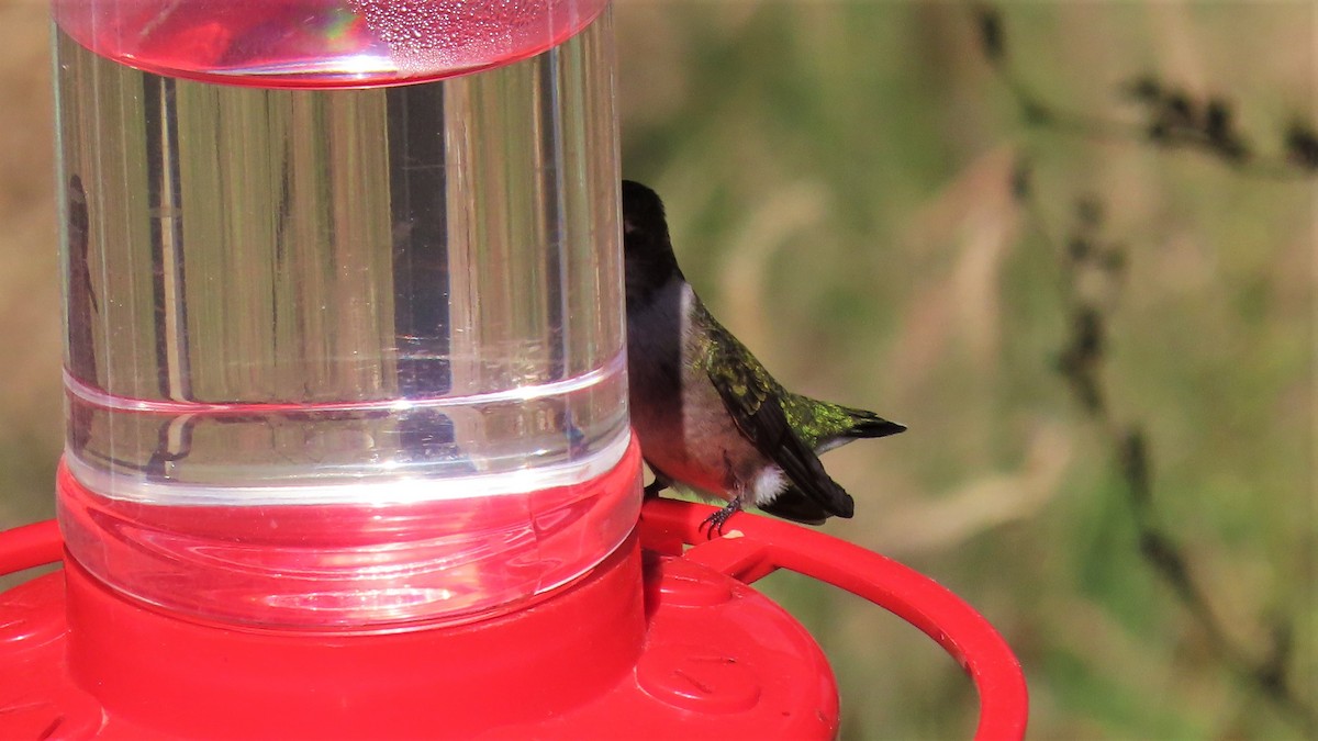 Ruby-throated Hummingbird - Christopher Frick
