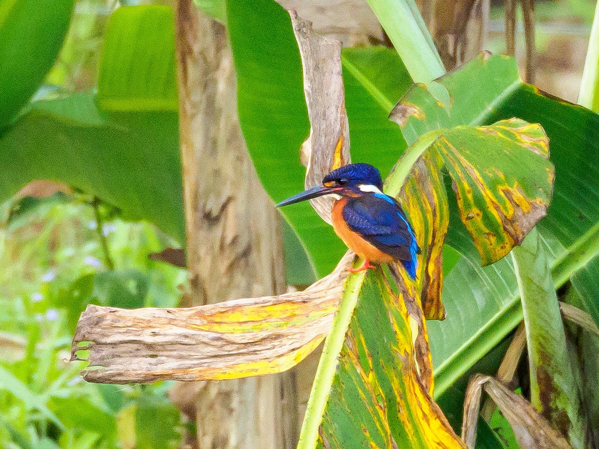 Blue-eared Kingfisher - ML179825111