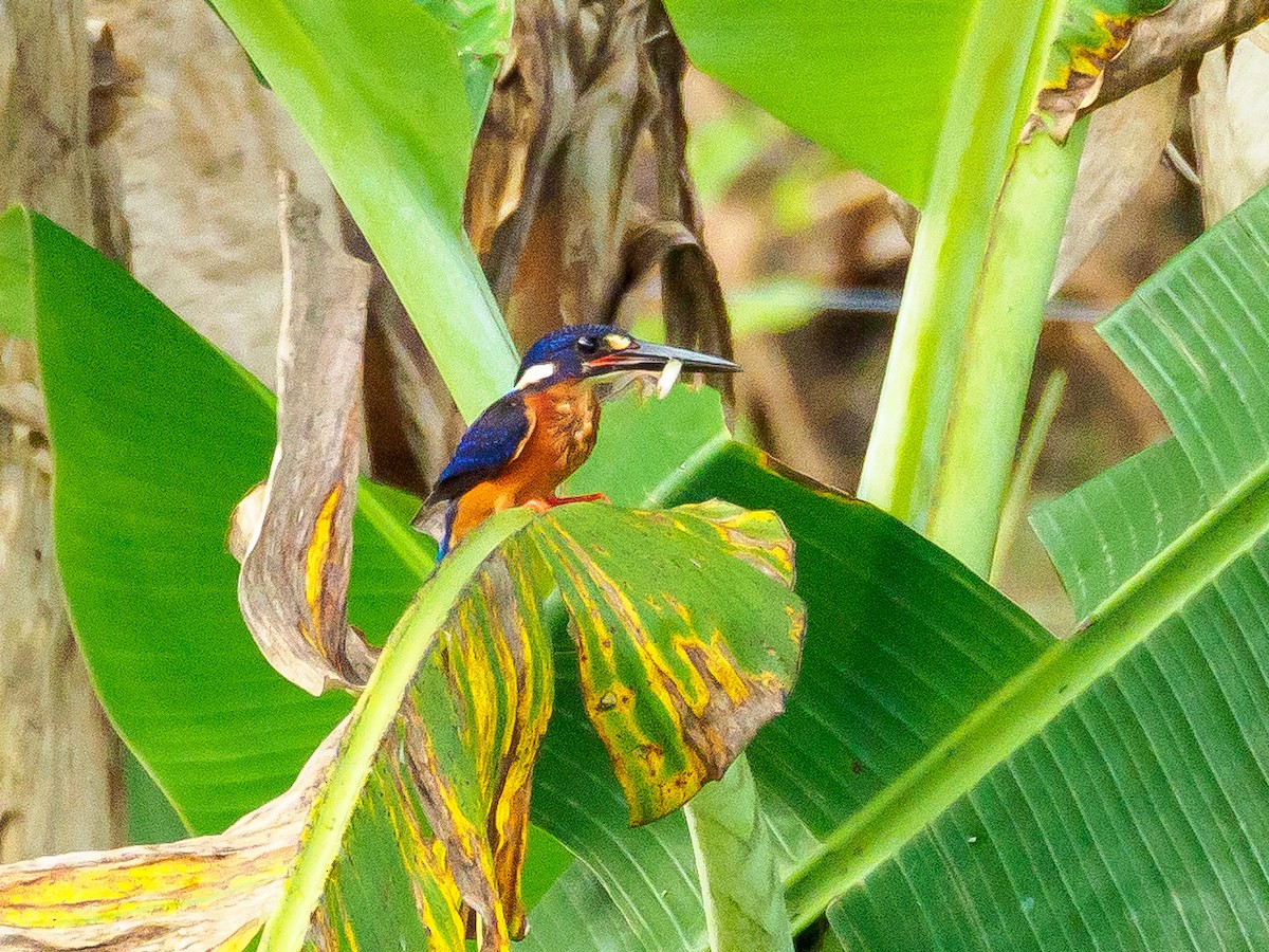 Blue-eared Kingfisher - ML179825121