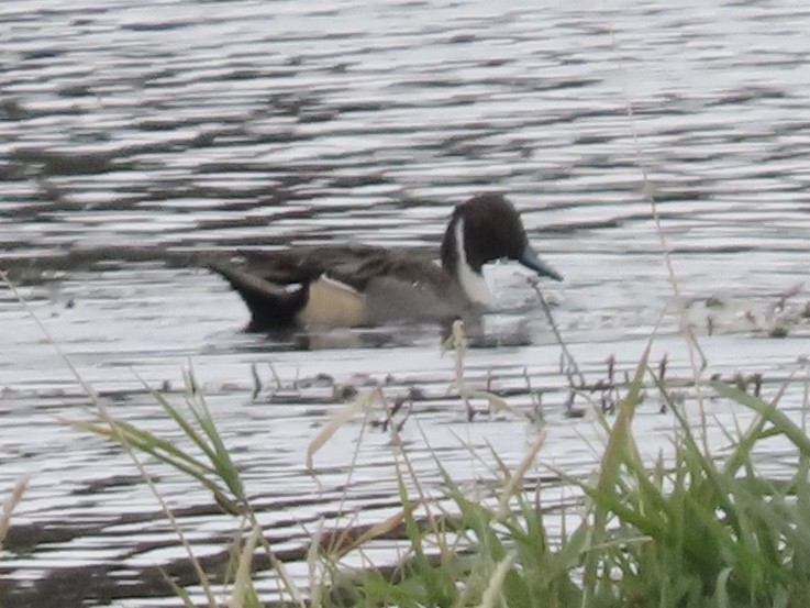 Northern Pintail - Barry Langdon-Lassagne