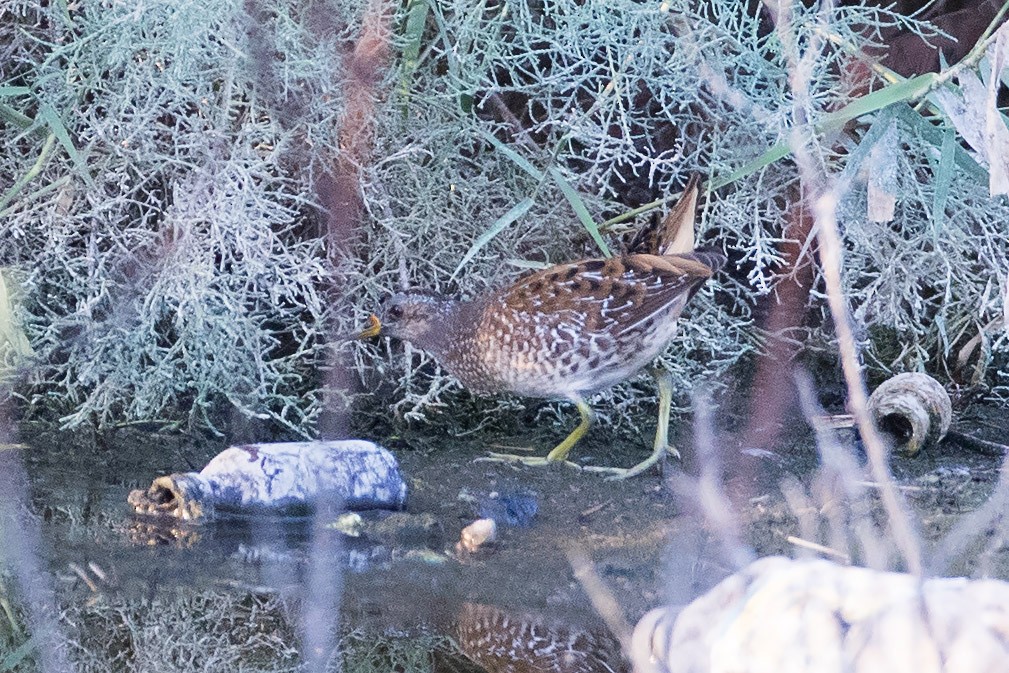 Spotted Crake - ML179832921