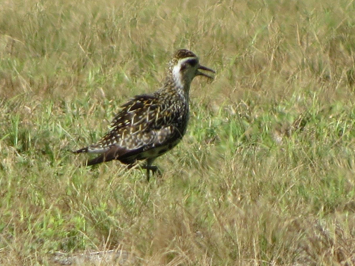 Pacific Golden-Plover - Kevin Seymour