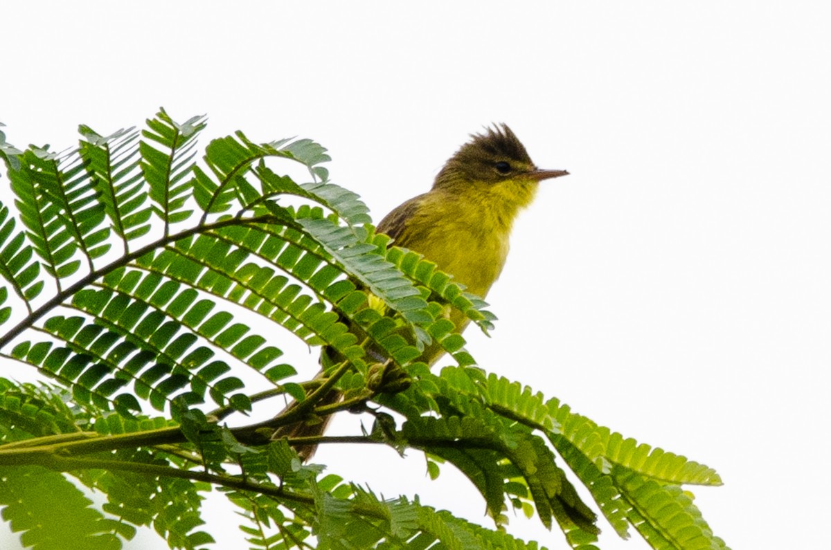 African Yellow-Warbler - Antoon De Vylder