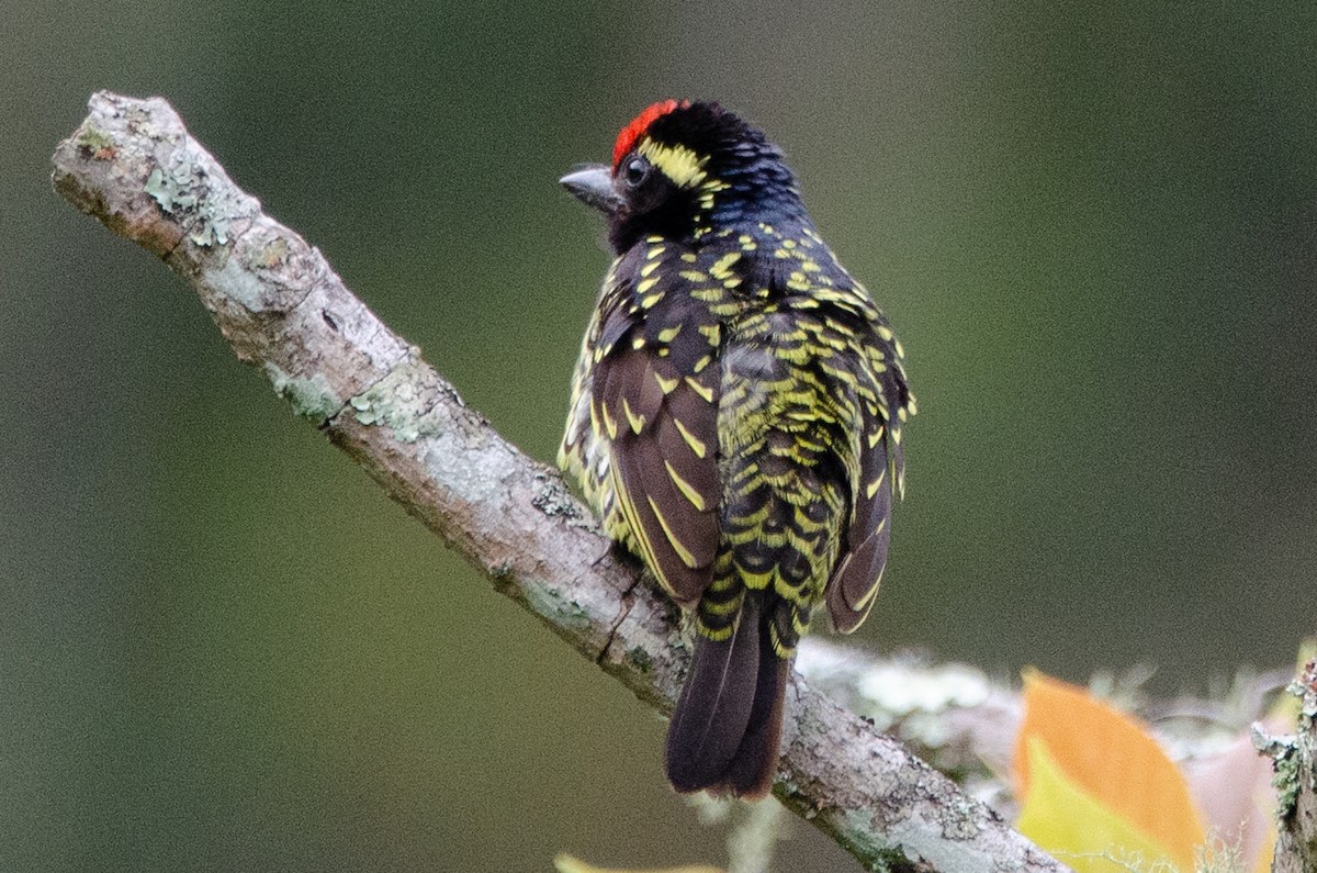Yellow-spotted Barbet - ML179837481