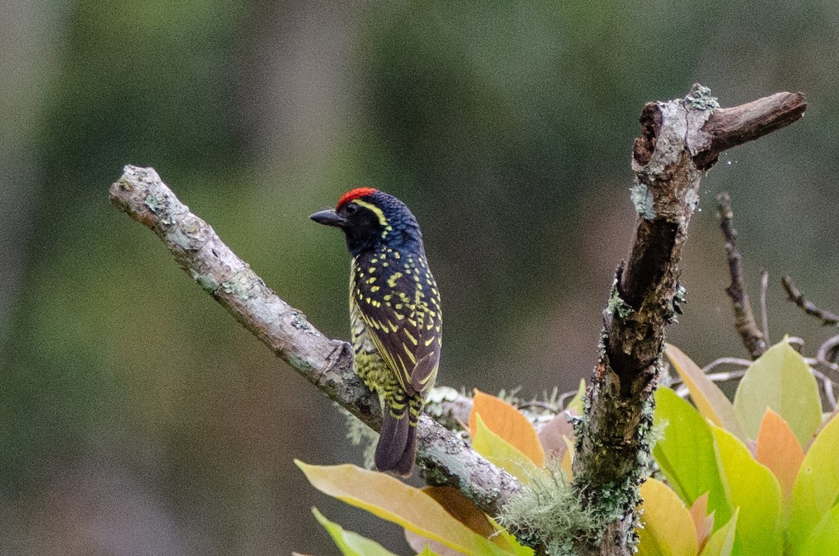 Yellow-spotted Barbet - ML179837501