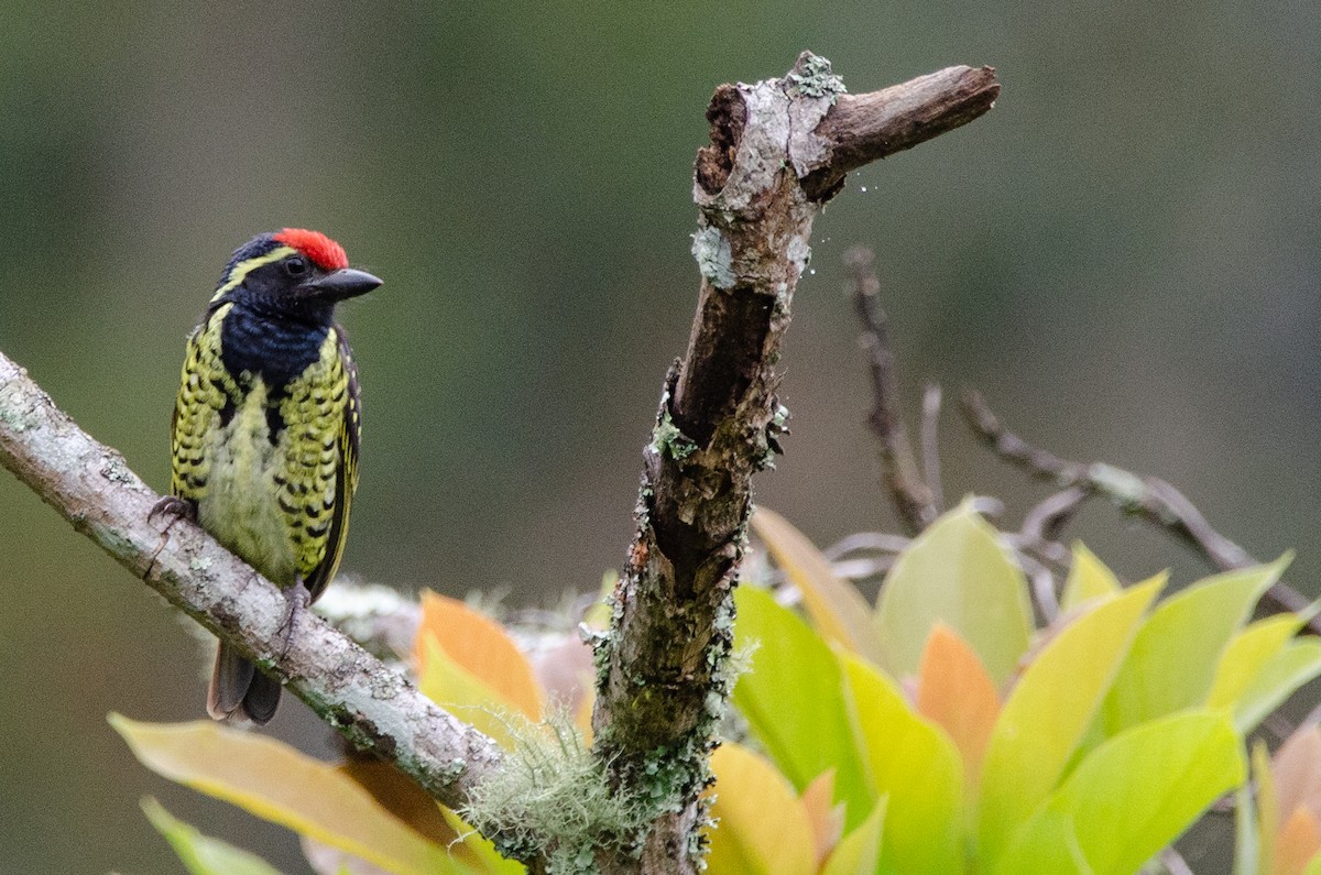 Yellow-spotted Barbet - ML179837521