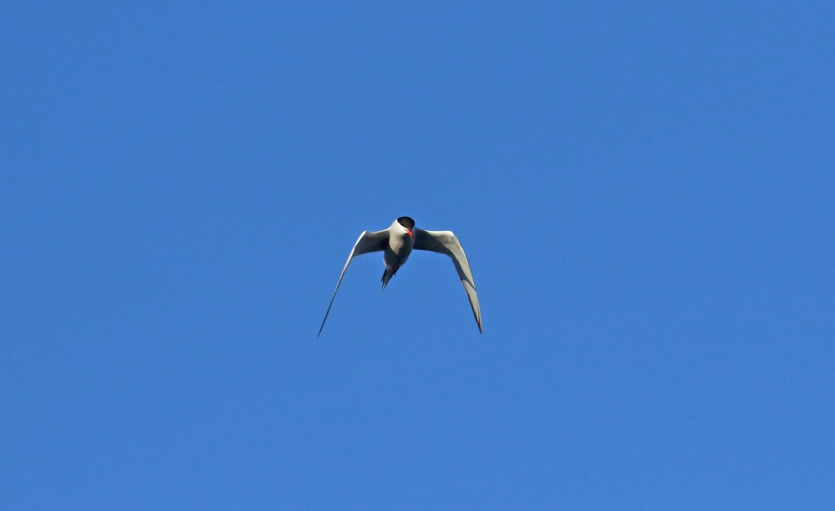 Common Tern - ML179837941