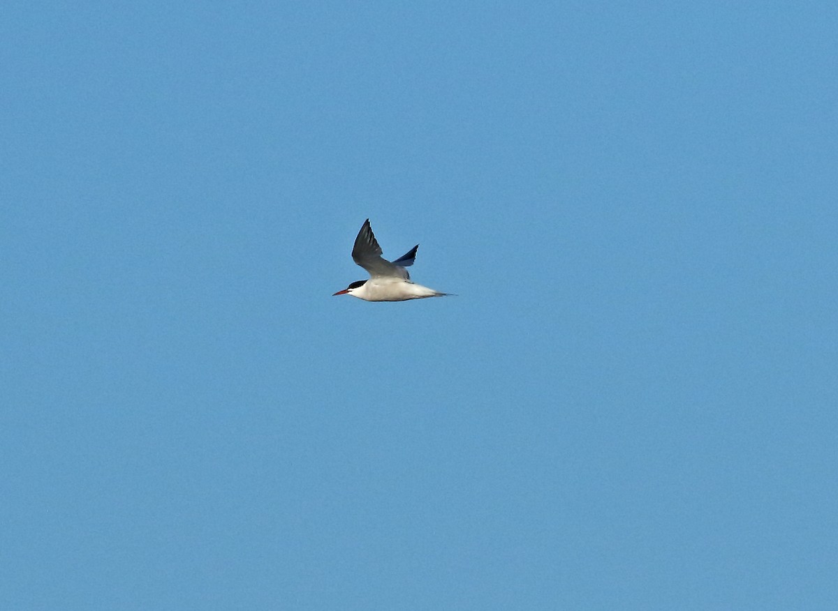 Common Tern - ML179837961