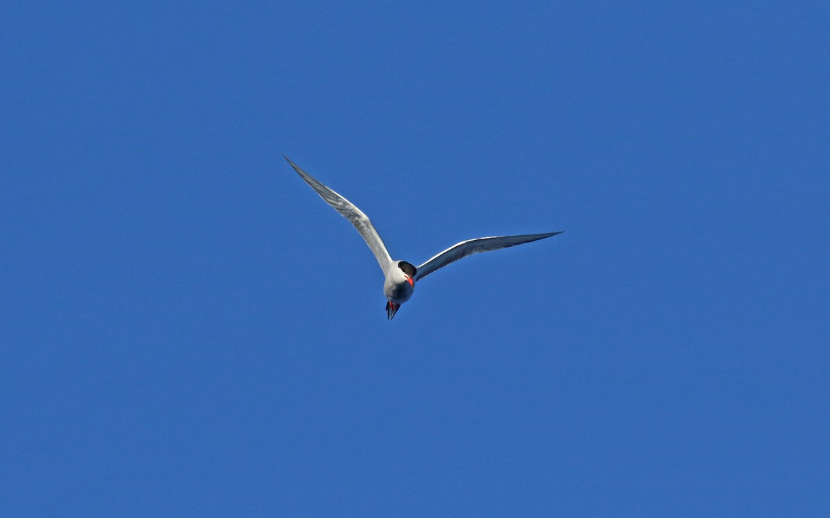 Common Tern - ML179837981