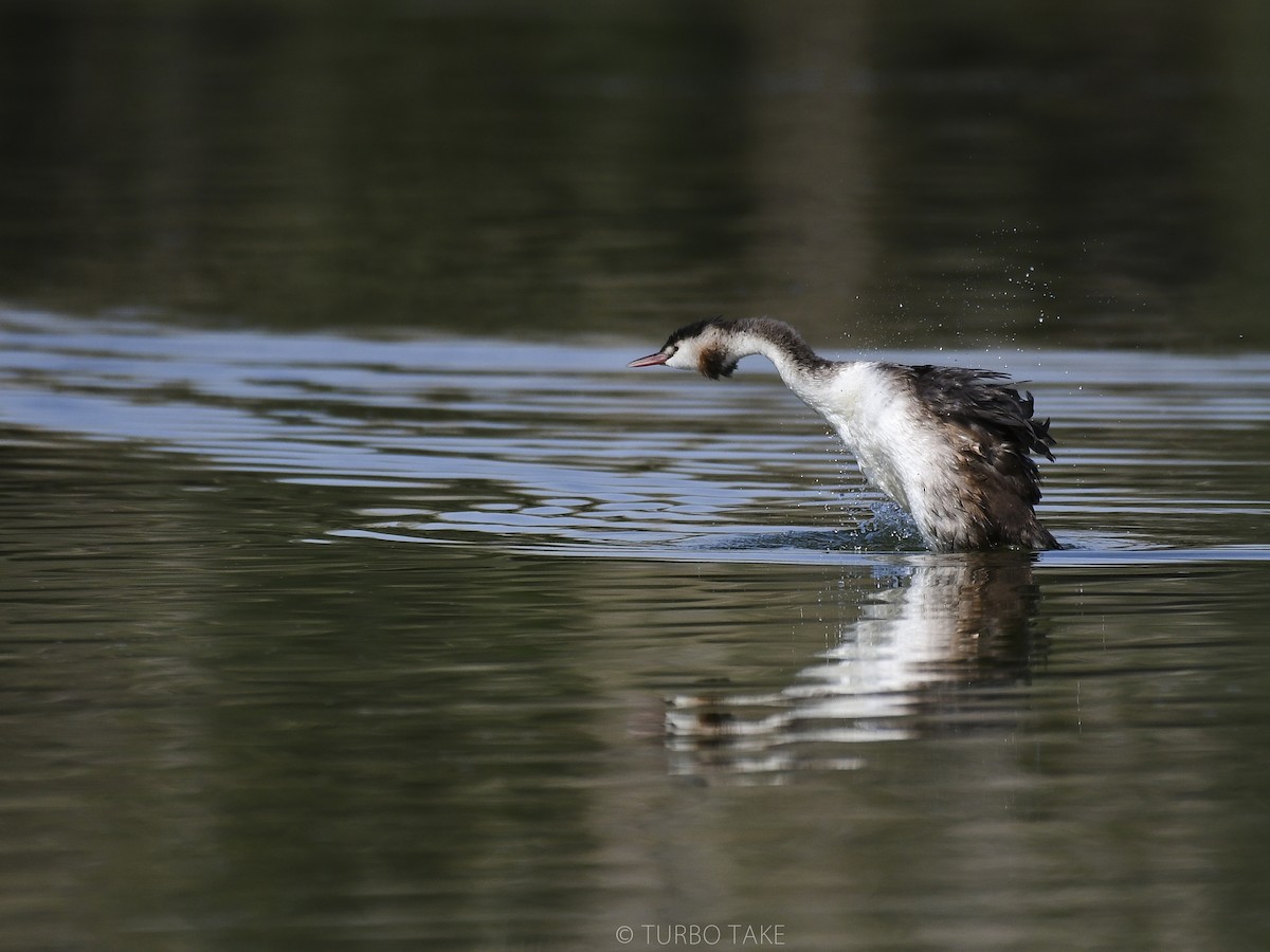 Great Crested Grebe - ML179840911