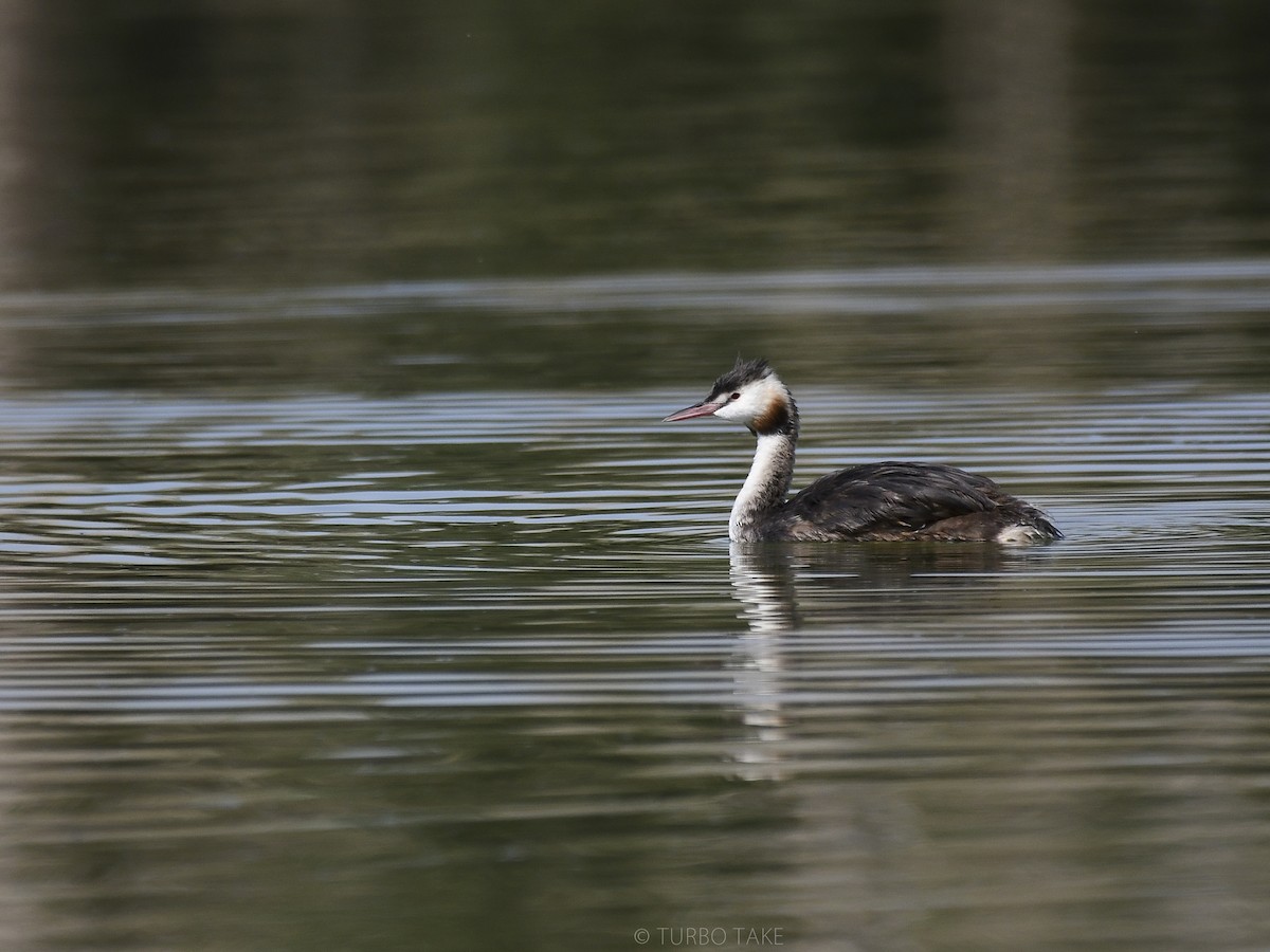 Great Crested Grebe - ML179840931
