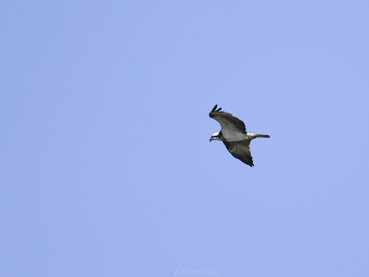 Osprey (haliaetus) - Turbo tu