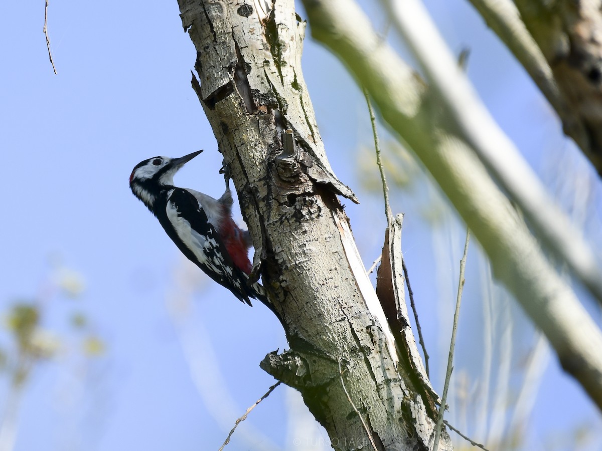 White-winged Woodpecker - ML179840951