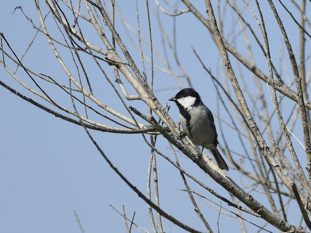 Adult frontal view (subspecies <em class="SciName notranslate">turkestanicus</em>). - Great Tit (Turkestan) - 