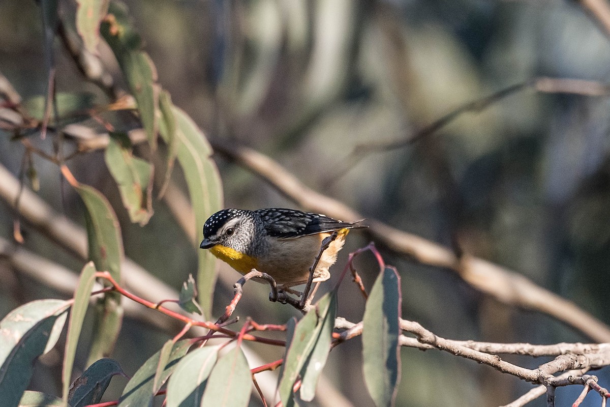 Spotted Pardalote - ML179841691