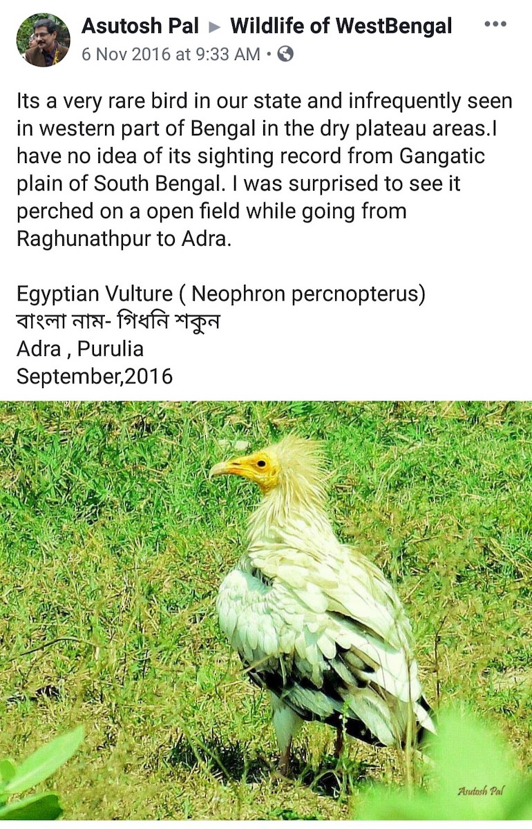 Egyptian Vulture - Birdwatchers' Society of Bengal