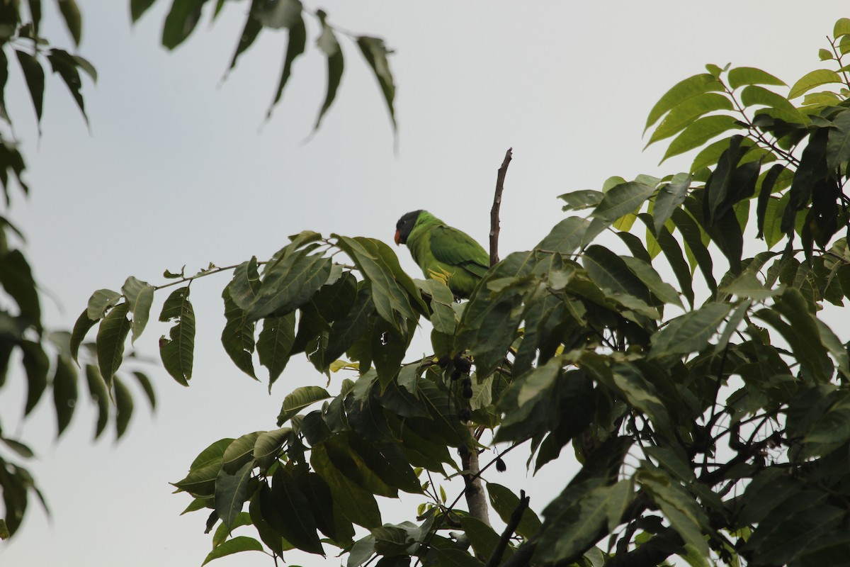 Гималайский кольчатый попугай - ML179842541