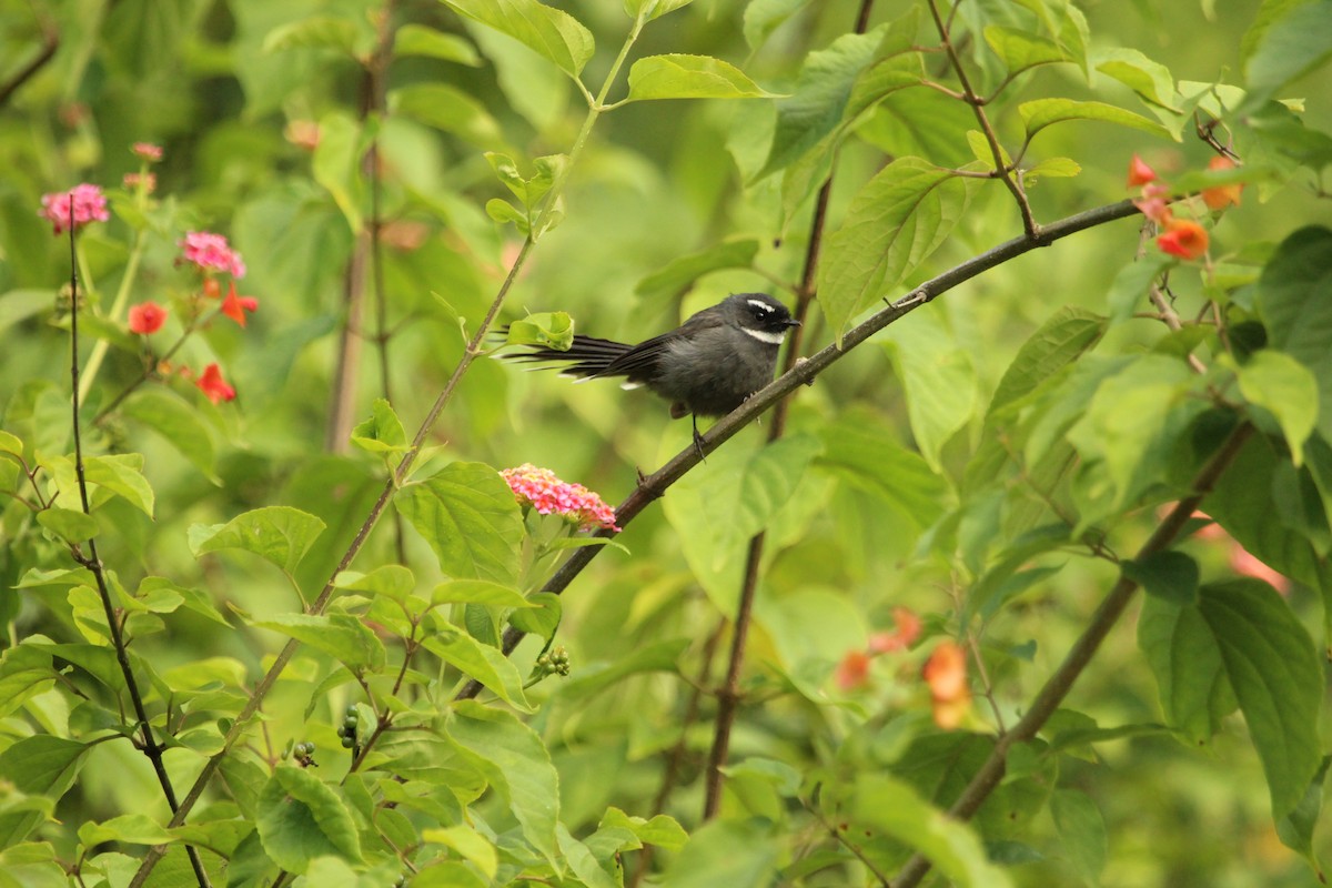 White-throated Fantail - ML179842611