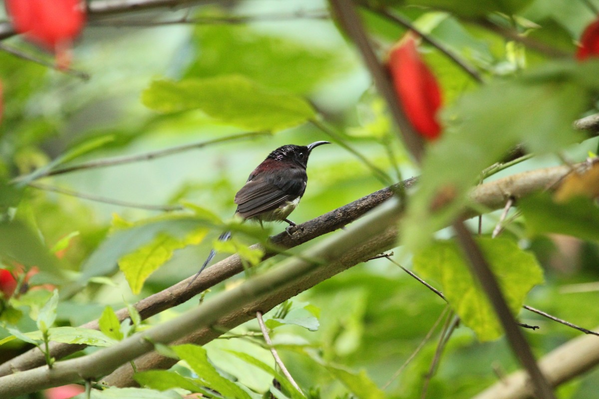 Black-throated Sunbird - ML179842991