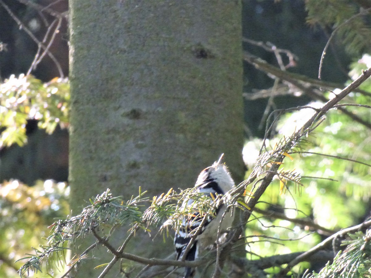 Lesser Spotted Woodpecker - Mike Tuer
